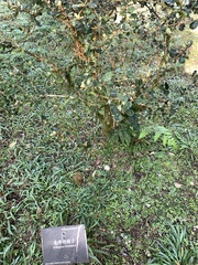 Elaeagnus formosana