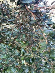 Elaeagnus formosana