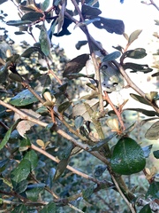 Elaeagnus formosana