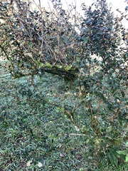 Elaeagnus formosana