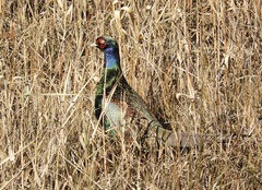 Phasianus versicolor