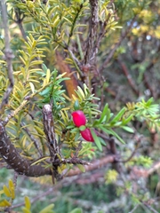 Podocarpus lawrencei