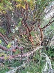 Podocarpus lawrencei