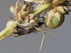 Scolypopa australis