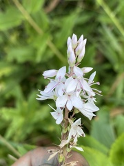 Veronica derwentiana