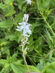 Veronica derwentiana