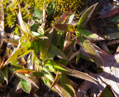 Dichanthelium laxiflorum