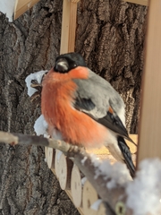 Pyrrhula pyrrhula