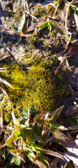 Dichanthelium laxiflorum
