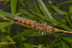 Orgyia australis