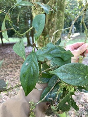 Nothaphoebe konishii