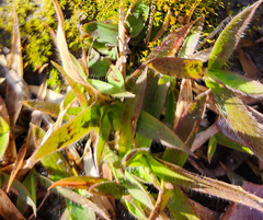 Dichanthelium laxiflorum