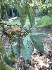 Nothaphoebe konishii