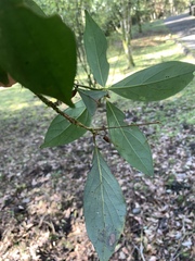 Nothaphoebe konishii