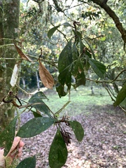 Nothaphoebe konishii