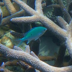 Chromis atripectoralis