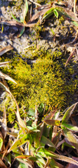 Dichanthelium laxiflorum
