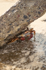Grapsus grapsus