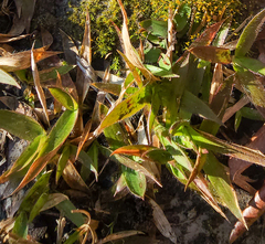 Dichanthelium laxiflorum