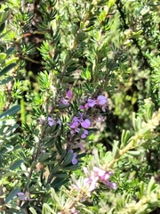 Indigofera flabellata