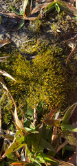Dichanthelium laxiflorum