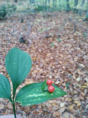 Ruscus hypoglossum