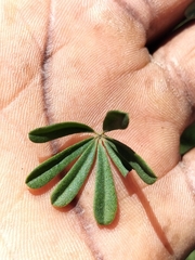 Indigofera flabellata