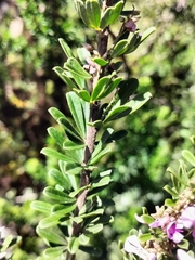 Indigofera flabellata