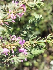 Indigofera flabellata