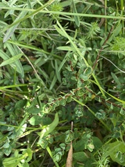 Pimelea axiflora alpina