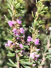 Indigofera flabellata