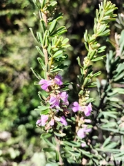 Indigofera flabellata