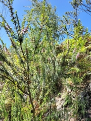 Indigofera flabellata
