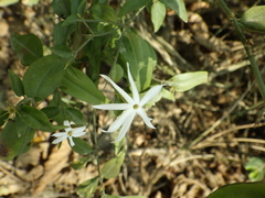 Jasminum nervosum