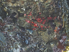 Corynactis californica