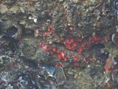 Corynactis californica