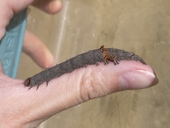 Catocala ultronia