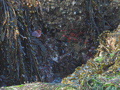 Corynactis californica