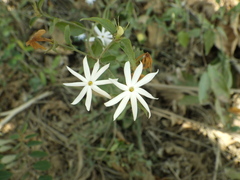 Jasminum nervosum