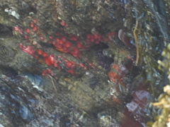 Corynactis californica