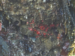 Corynactis californica