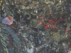 Corynactis californica