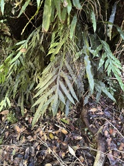 Blechnum patersonii