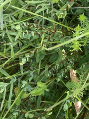 Pimelea axiflora alpina
