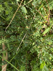 Pimelea axiflora alpina