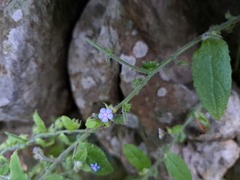 Thyrocarpus sampsonii