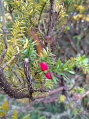 Podocarpus lawrencei