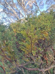Podocarpus lawrencei