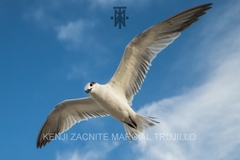 Thalasseus sandvicensis