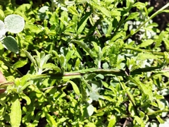 Helichrysum odoratissimum